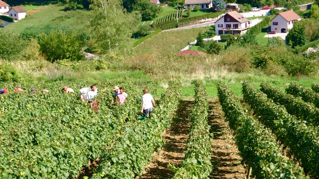 Vendanges a Pupillin