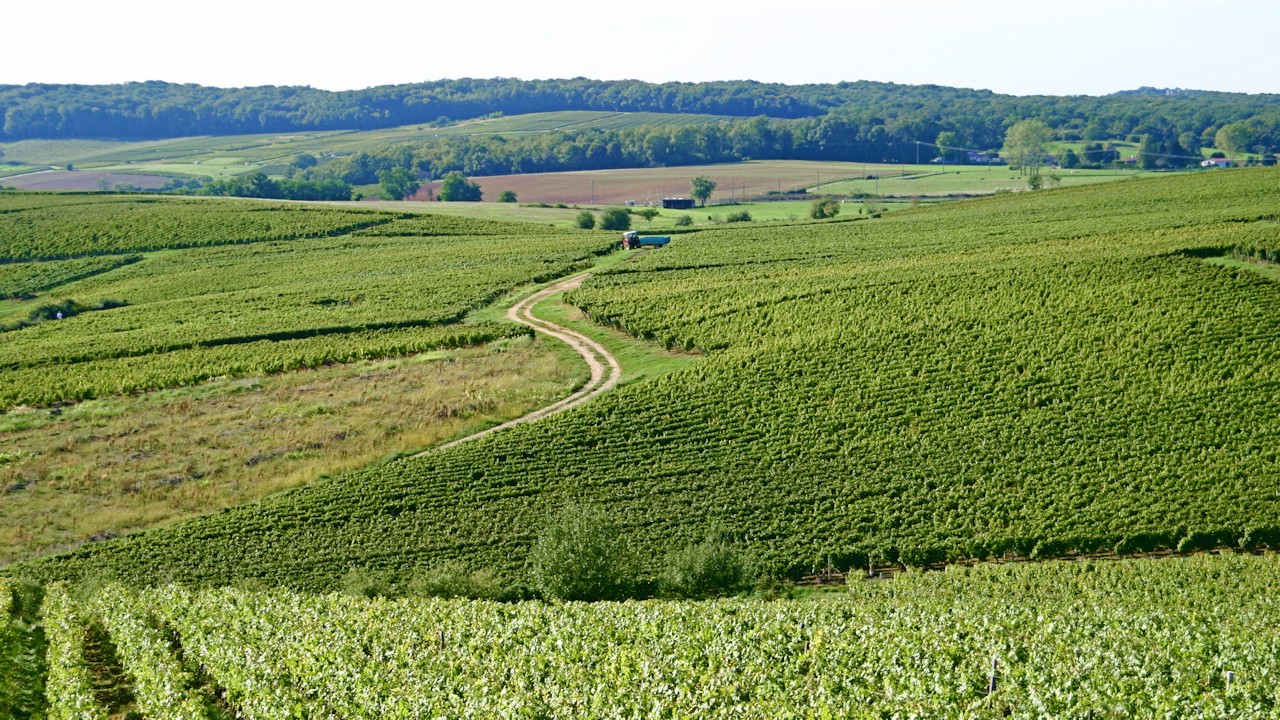 Photo panoramique du vignoble Arbois
