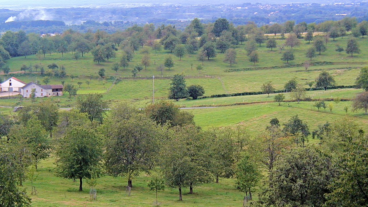 Panoramic view of Fougerolles Cherry Trees