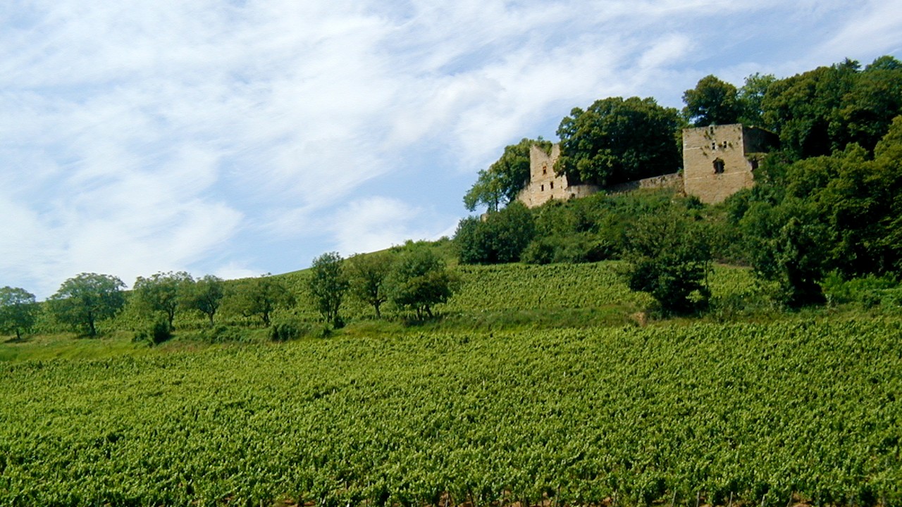 Vignes du Chateau Arlay