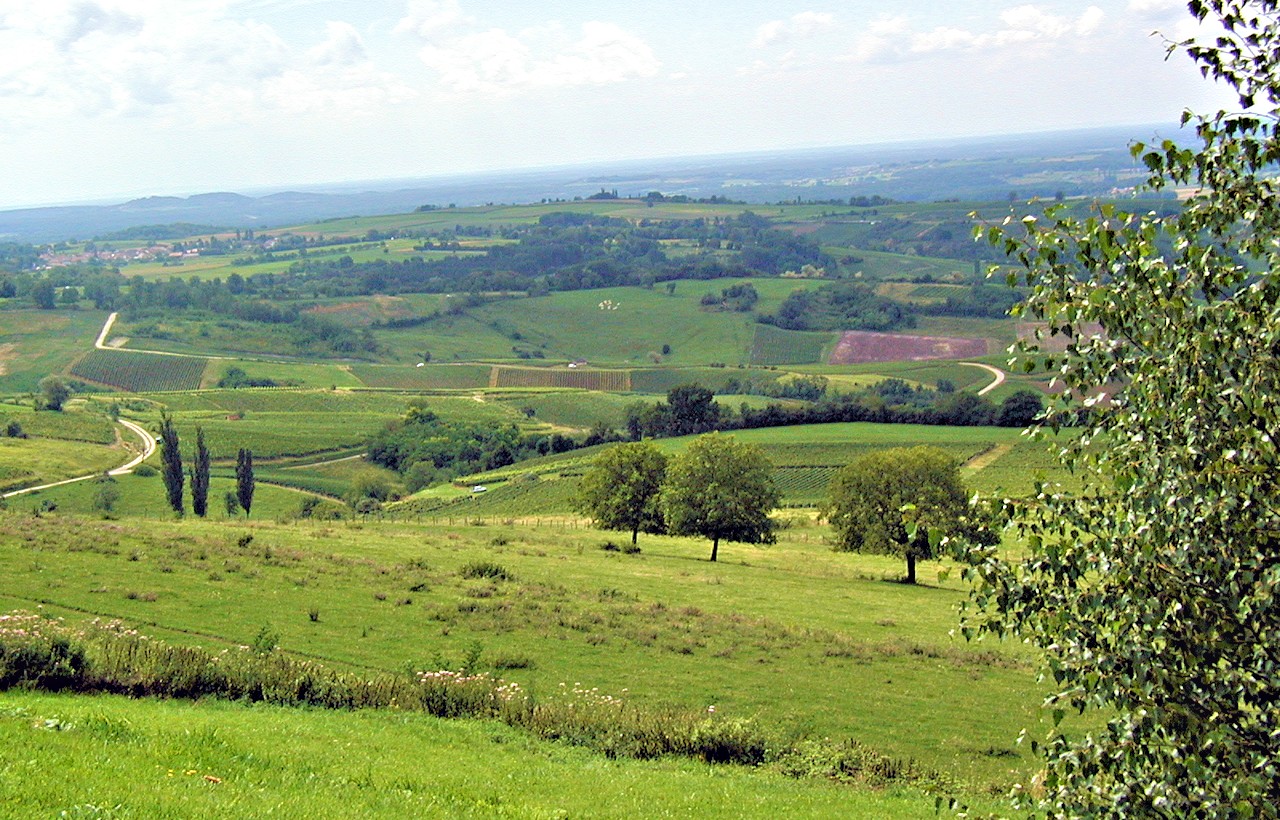 Vue panoramique du vignoble de Pupillin