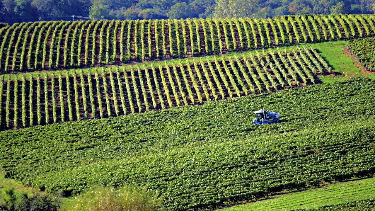 Photo panoramique du vignoble jurassien