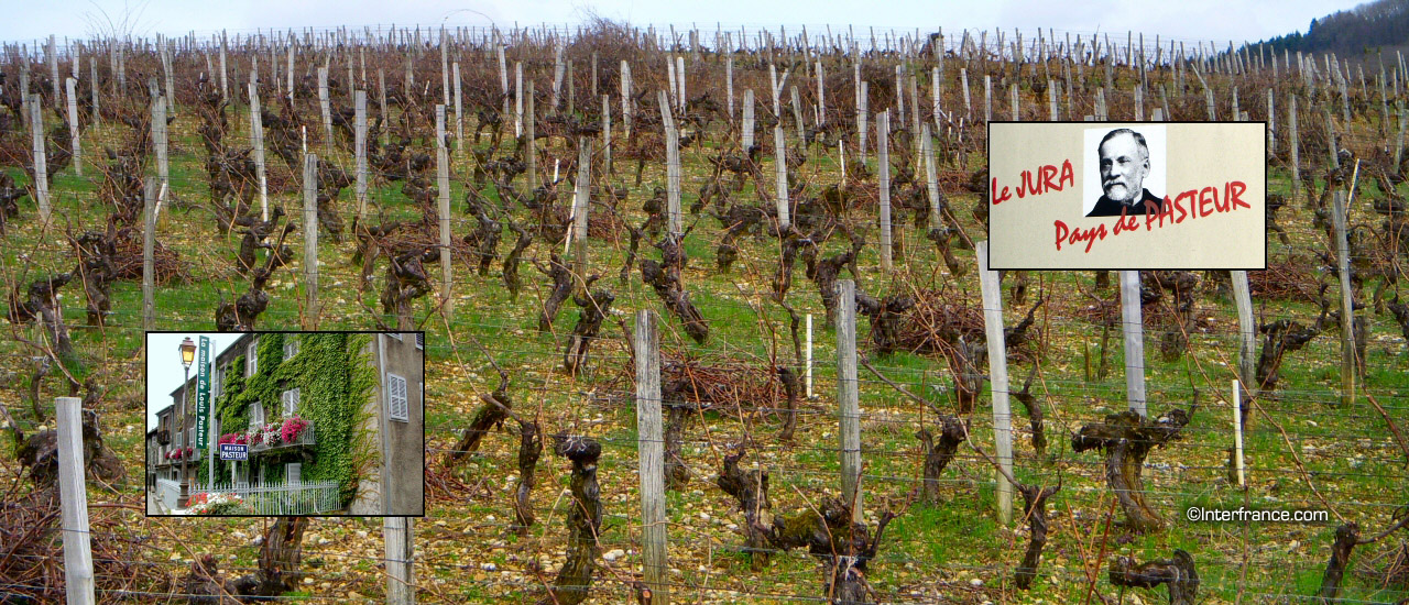 Vue de la vigne de Pasteur
