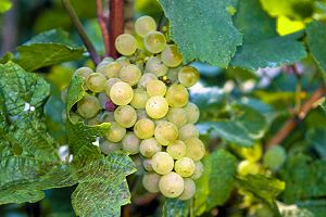 AOC Limoux, vins du Languedoc
