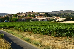 AOC Clairette du Languedoc, vins du Languedoc