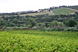 AOC Corbi&egrave;res, vins du Languedoc
