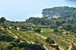 Cassis wine and food pairing tips