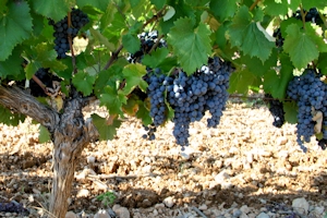 Coteaux Varois wine grape