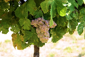 Ballet wines and food pairing tips