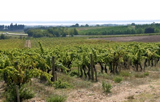AOC Costiers de Nime, vins des C&ocirc;tes du Rh&ocirc;ne sud