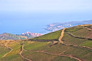 AOC Banyuls, vins du Roussillon
