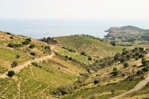 AOC Collioure, vins du Roussillon