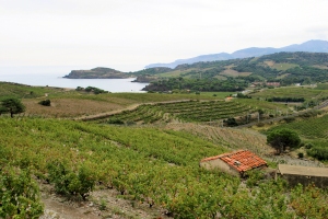AOC C&ocirc;tes du Roussillon, vins du C&ocirc;tes du Roussillon