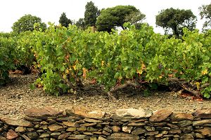 AOC Maury, vins du Roussillon