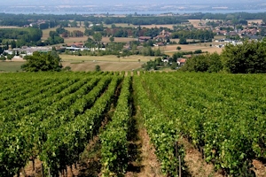 AOC Cr&eacute;py, vins de Savoie